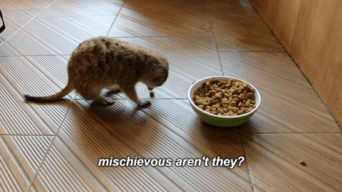 45 Top Images Cat Chewing Cords Gif - Cat Eating Gifs Get The Best Gif On Giphy